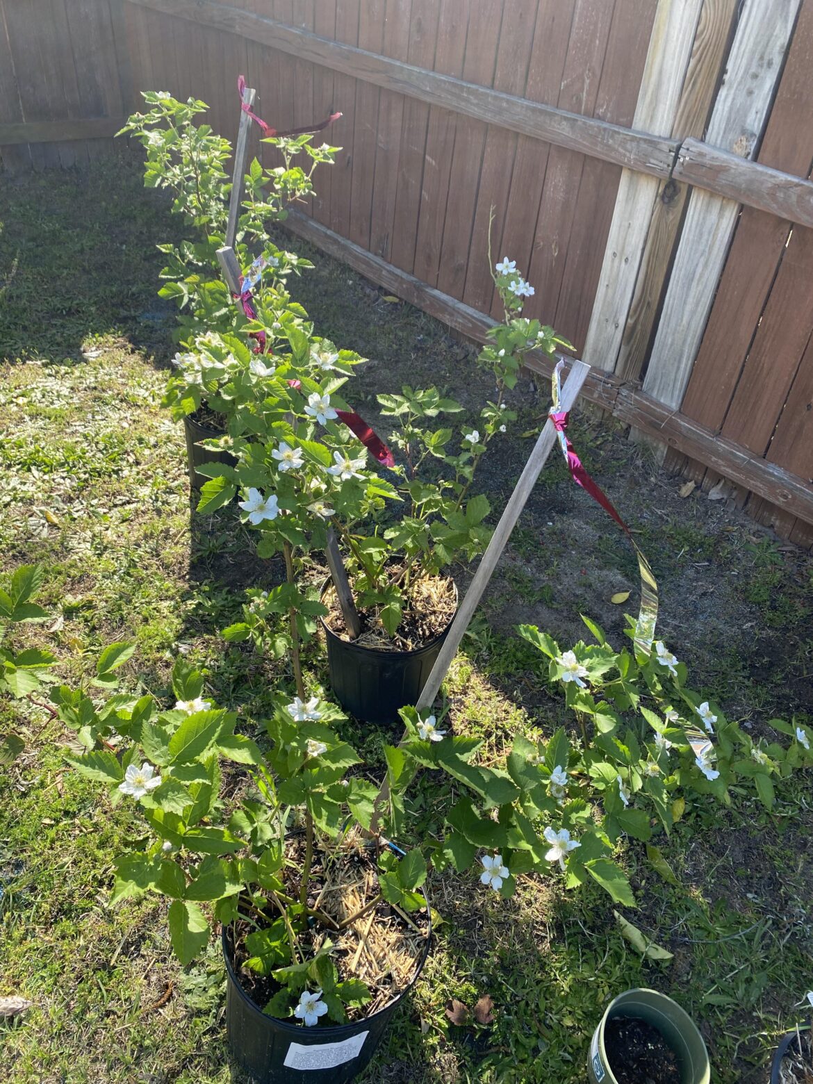 Look at my BlackBerry Flowers blooming Greatly!