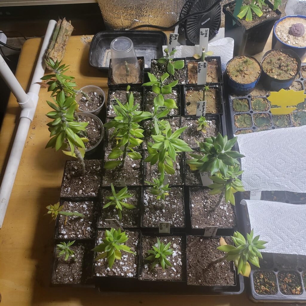 Saturday night graftin Saturday night graftin