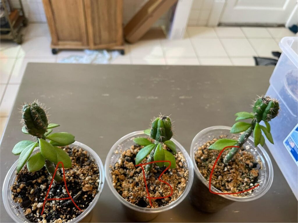 First time grafting First time grafting