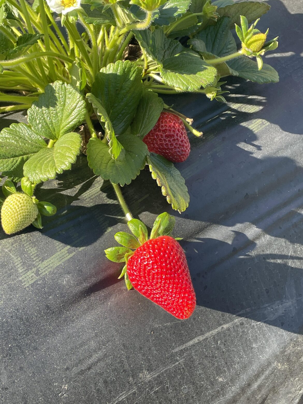 Berry fields in Camarillo and Oxnard Ca today