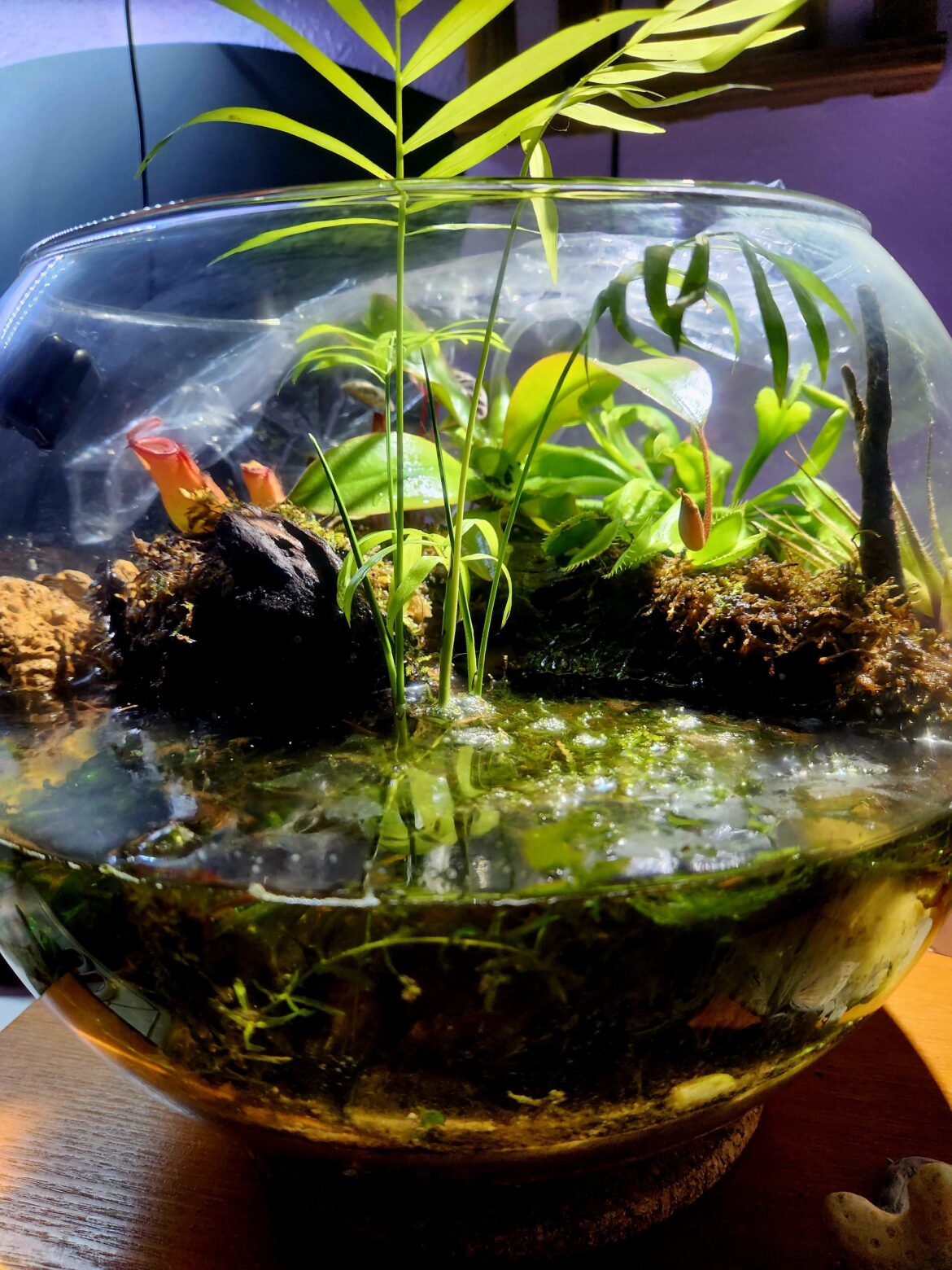 Carnivorous plant bowl has been up for 5 months now!