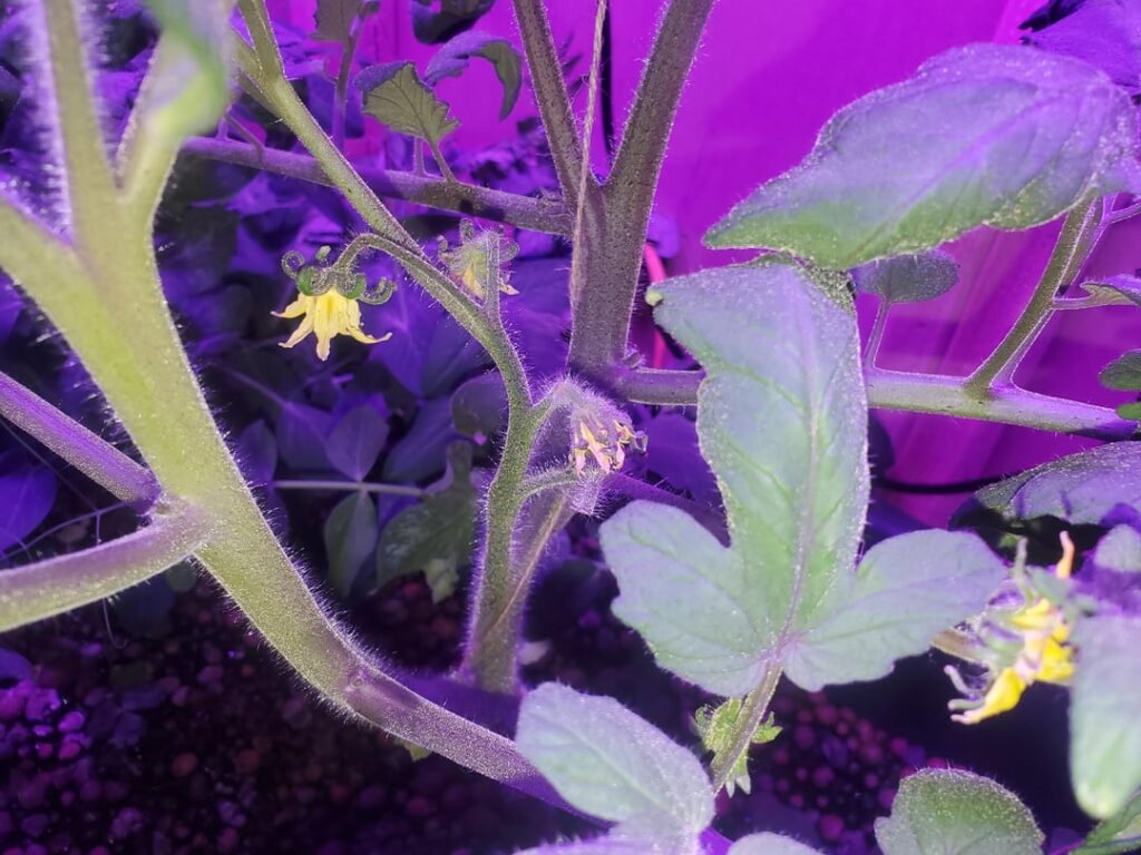 Tomato woes