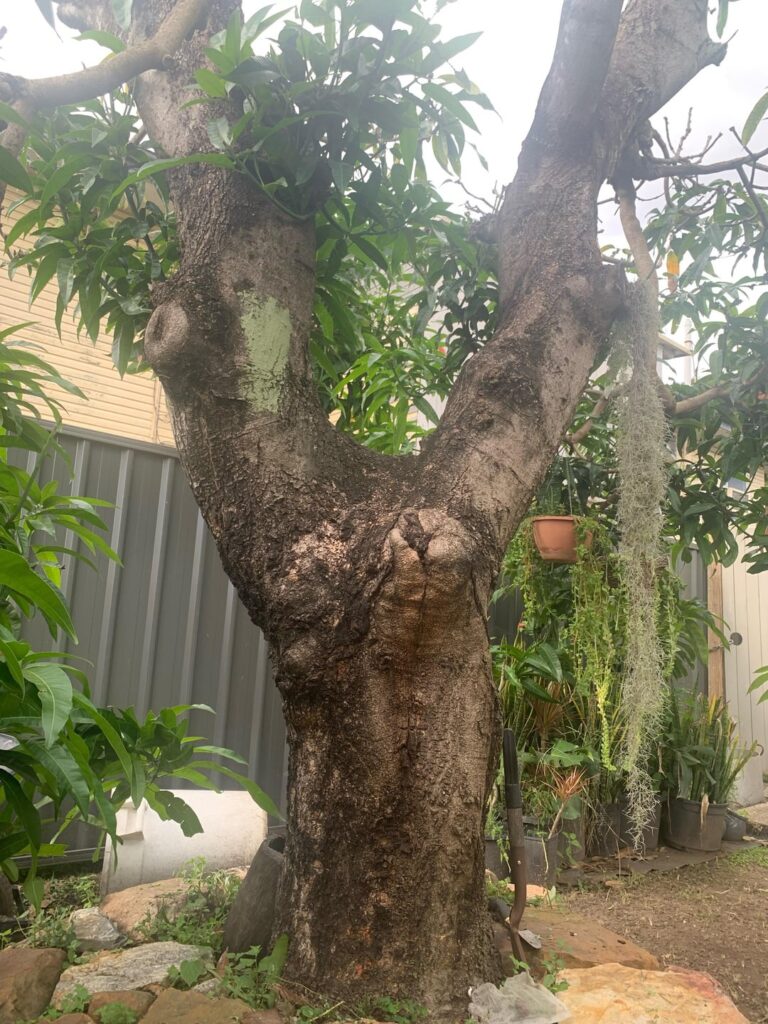When to prune massive mango tree