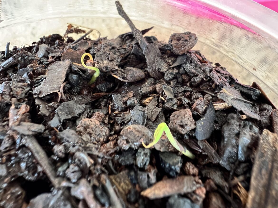 Can I grow a spruce tree in equatorial Africa from a seed?