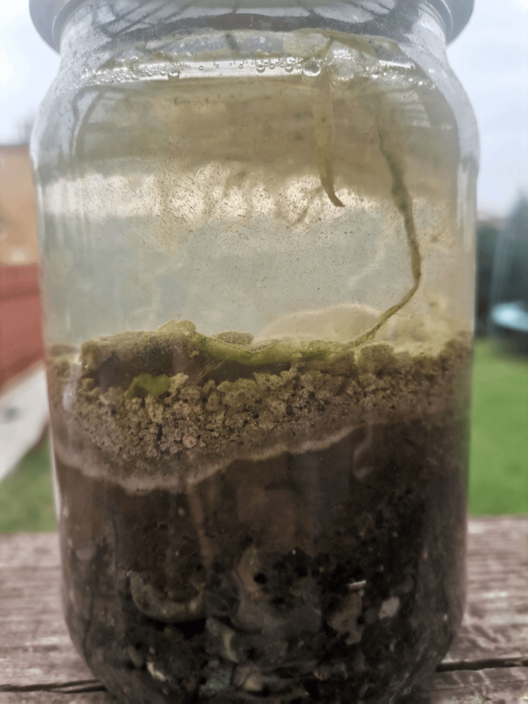 I made this ecosphere last july to see what could survive in this odd environment. It was sitting outside for a while now and i wonder if i should add some glucose to boost the ecosystem or introduce something new via dirt or water that’s been outside I made this ecosphere last july to see what could survive in this odd environment. It was sitting outside for a while now and i wonder if i should add some glucose to boost the ecosystem or introduce something new via dirt or water that's been outside