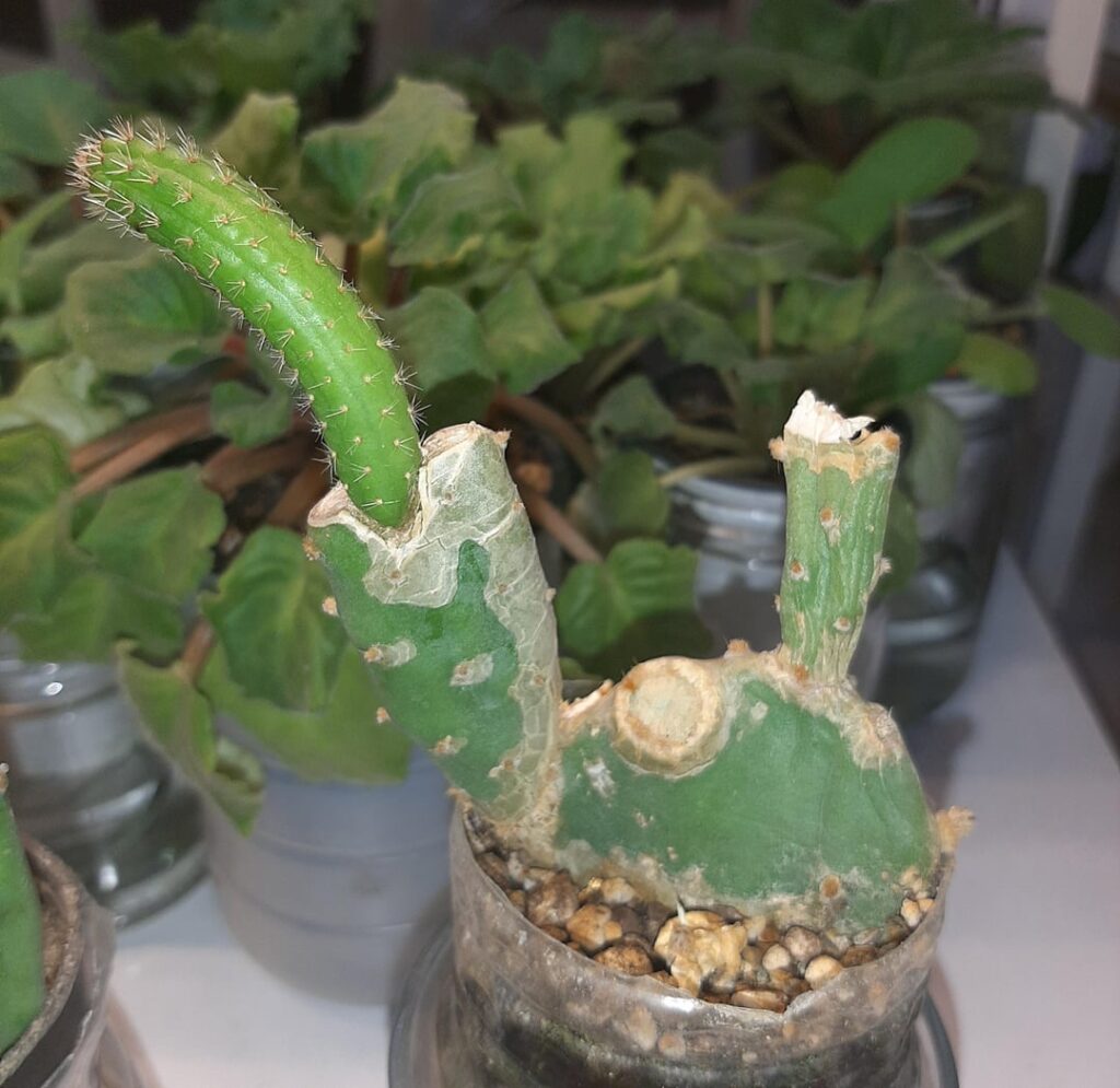 grafting on opuntia (110 days of growth)