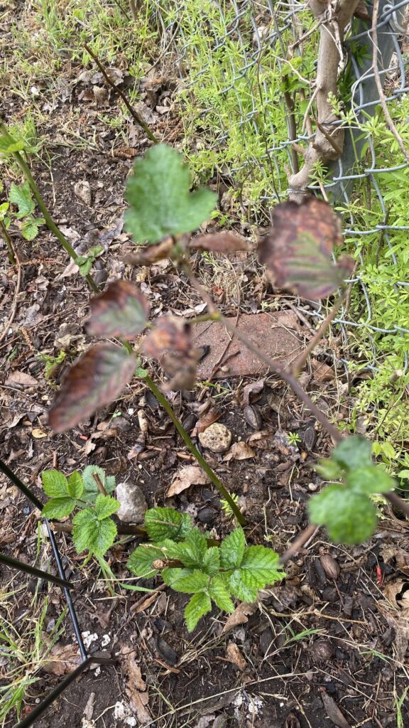 Fungi?