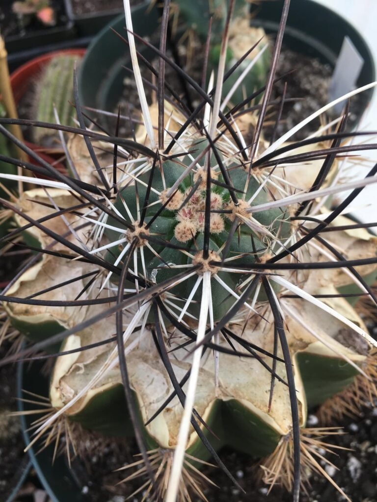 My own E. relictus cultivar My own E. relictus cultivar