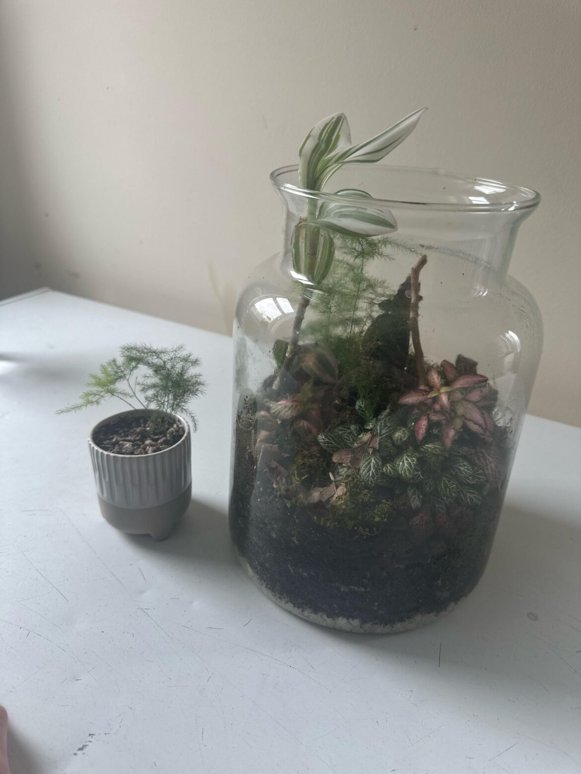 Is there anyway i can trim this plant without killing it?