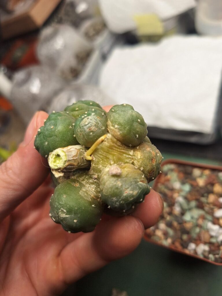 Looks like the pere is still alive and pushing (flowers)