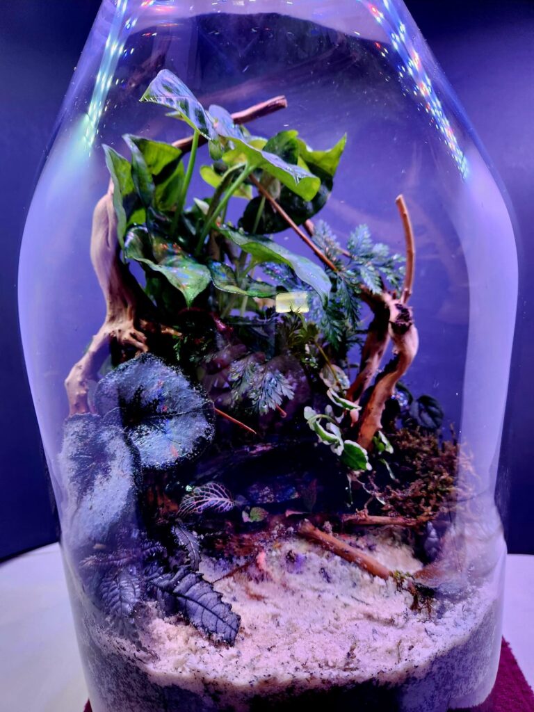 Finally done with my new terrarium