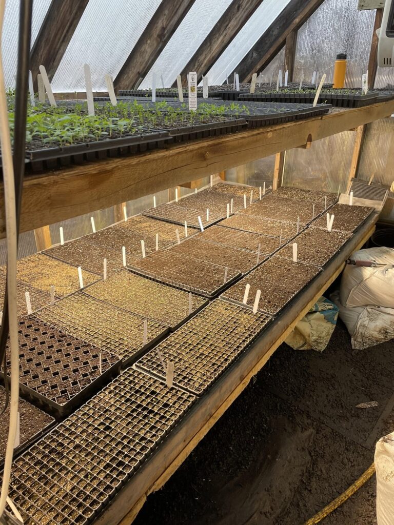 Big seeding week