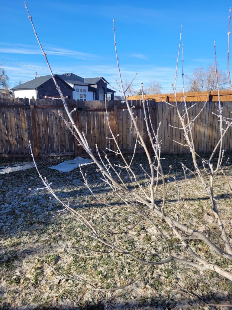 Can I graft some of the branches from this downed limb back onto the tree?