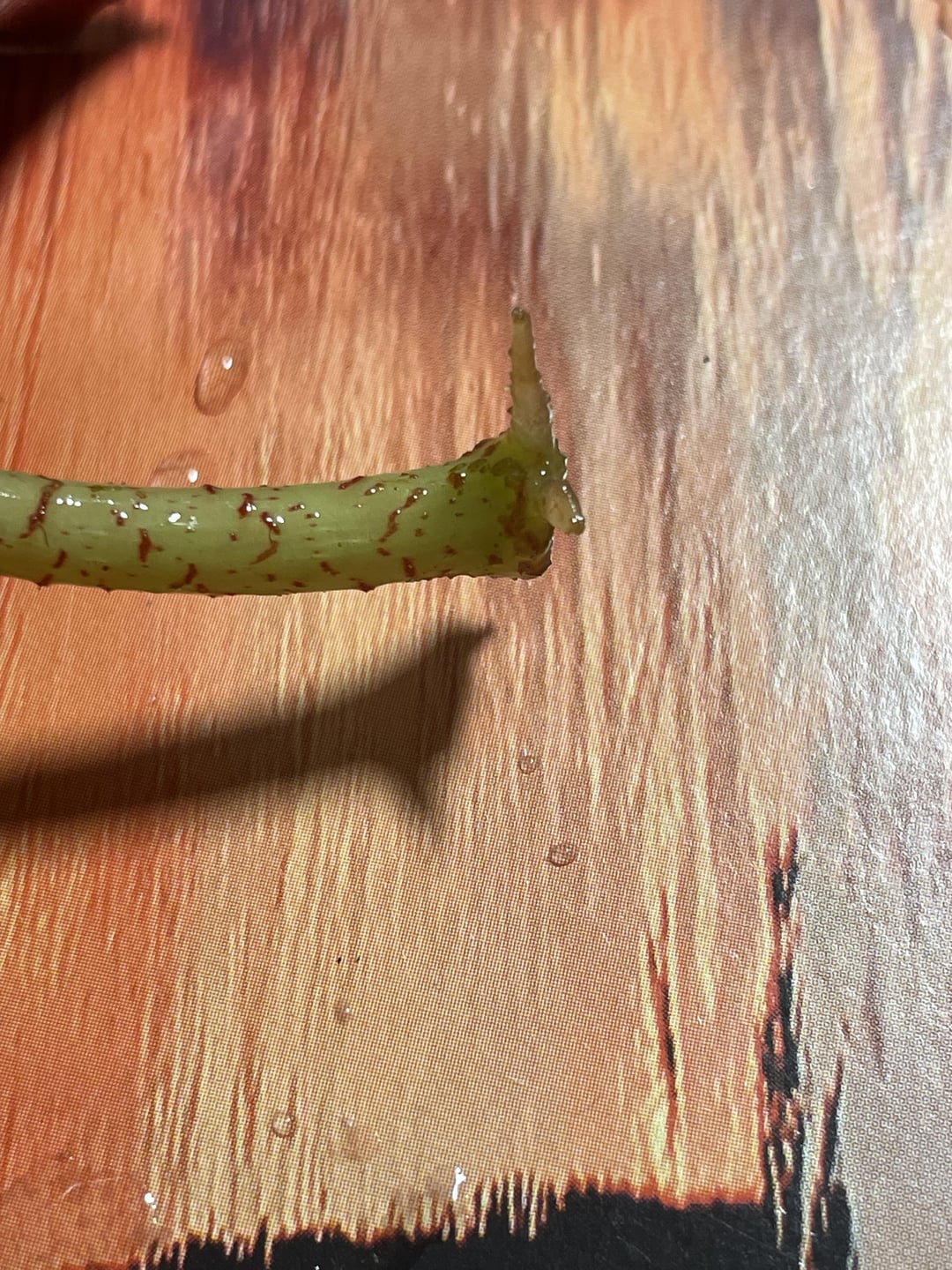 Why do all of my propagations have the tip of their roots brown? All