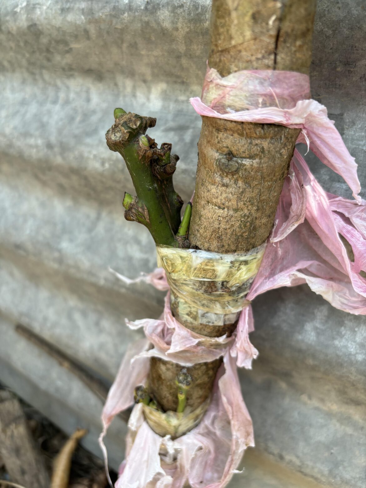 Graft successful?