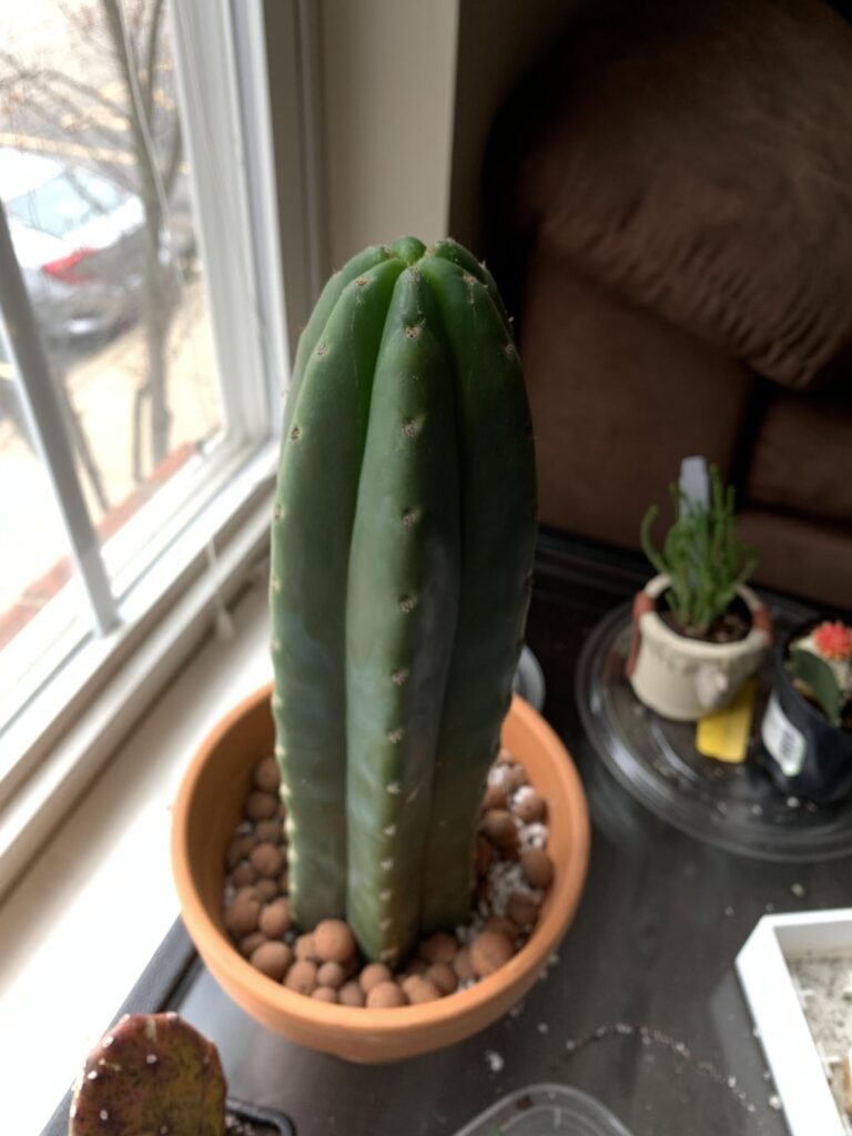 Project Big Bulb has begun. Which of these gymnos should I graft onto my 3" PC?