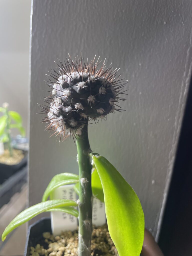 Anyone have experience propagating graft pups?