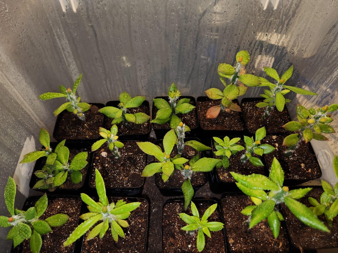 Monotub grafting tek 🤷‍♂️