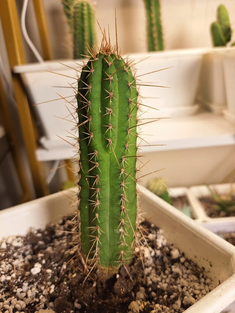 Picked up this NOID notchy lil fella at a local nursery, thoughts?