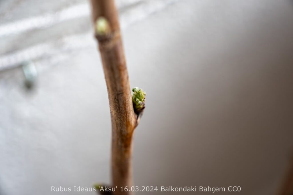 My Berries are Waking Up