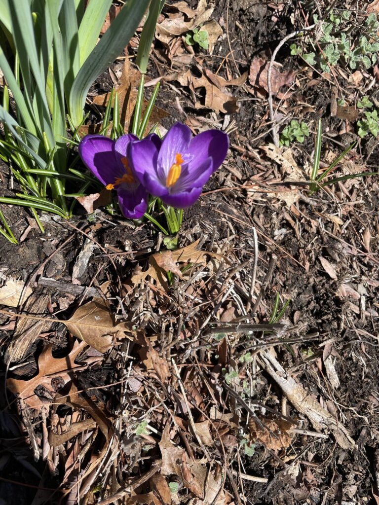 What are these? My plantid says they’re tulips but they’re tiny!