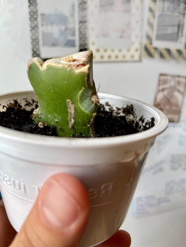 Grafting diy tool UPDATE 3.16.24