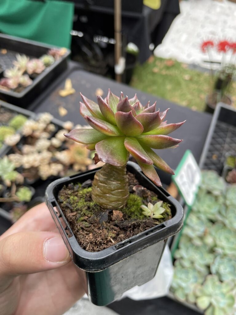 This echeveria with a caudex like stem. (And a few other caudiciforms.)