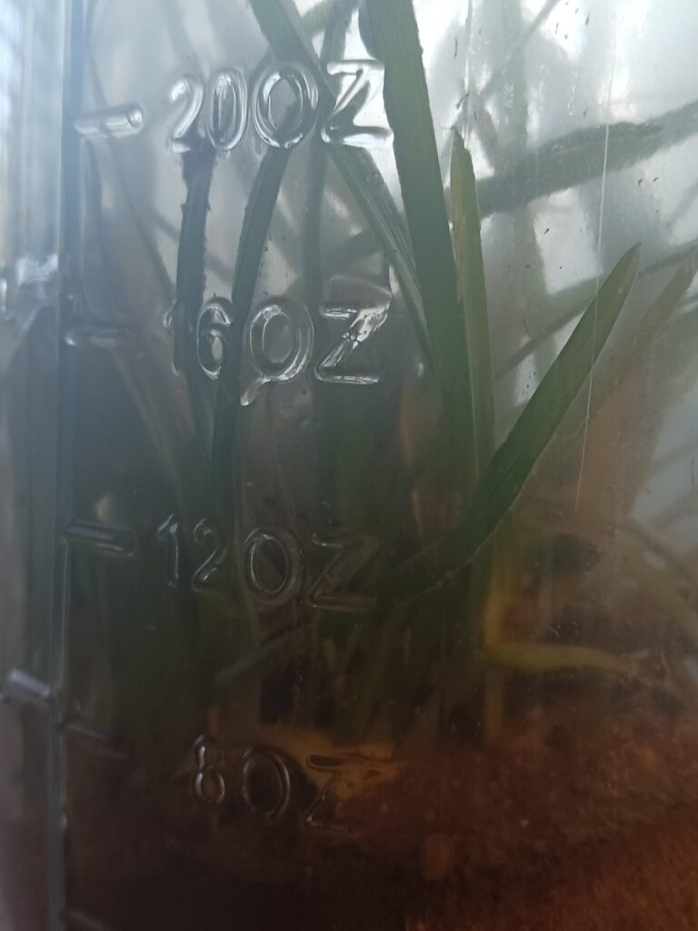 Ecosphere full of Mayfly Larvae