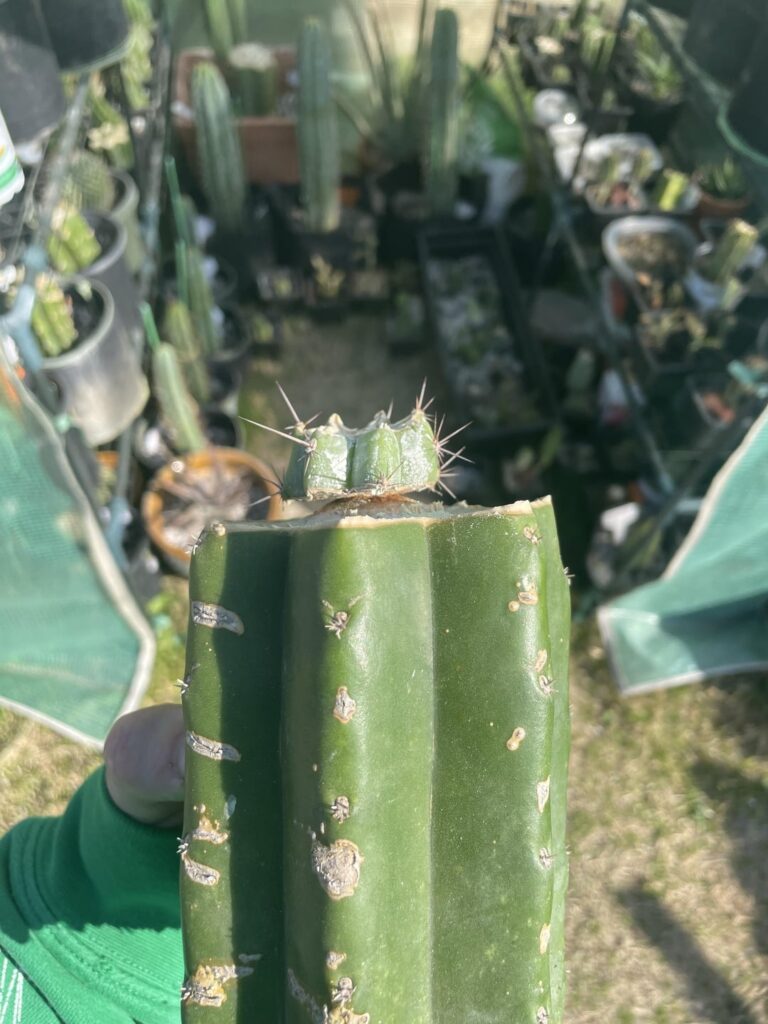 Only the center took should I cut and re-graft it? I wiggled it and it seems to be a good connection, but didn’t know if it would grow slow because only the center took.