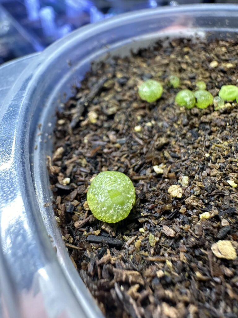 4 months old dinteranthus seedlings 4 months old dinteranthus seedlings