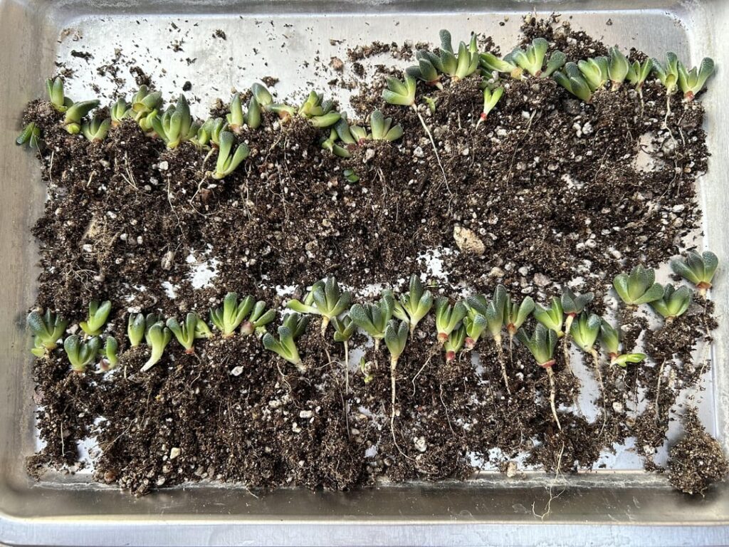 Aloinopsis rubrolineata seedlings split up and repotted after 4.5 months and bonus flower photo