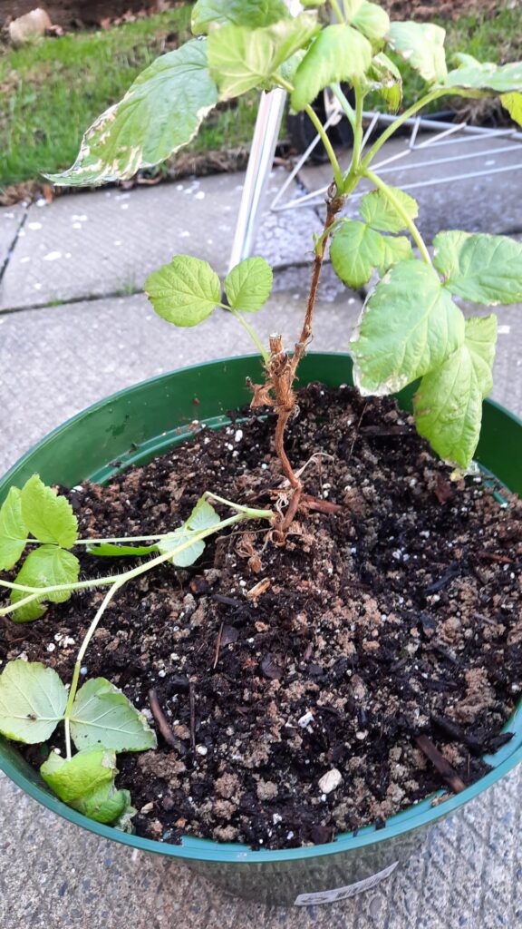 The new cane of this small raspberry bush that I bought somehow broke off... Will it live?