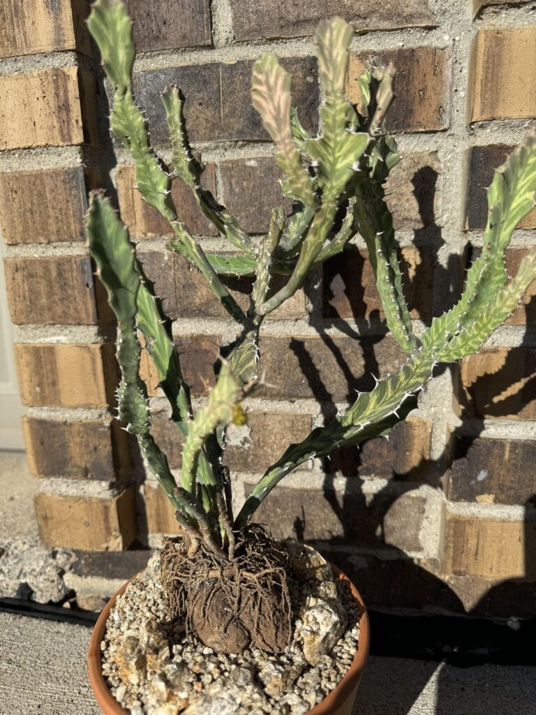 Love it when you buy a new plant and there is a huge caudex hidden in pot! 🍑 Euphorbia buruana