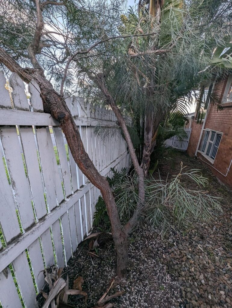 Can I save both the tree and the fence?