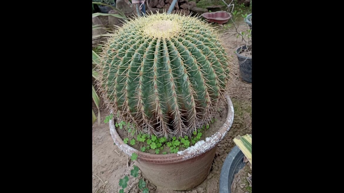 Interior landscape design under stairs.. under stairs landscape design ideas  #garden