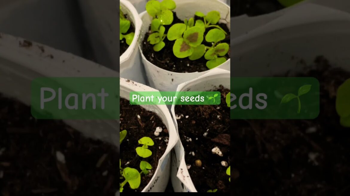 Tiny green #seedlings #gardeningwithlo #seedstarting #grow-indoors