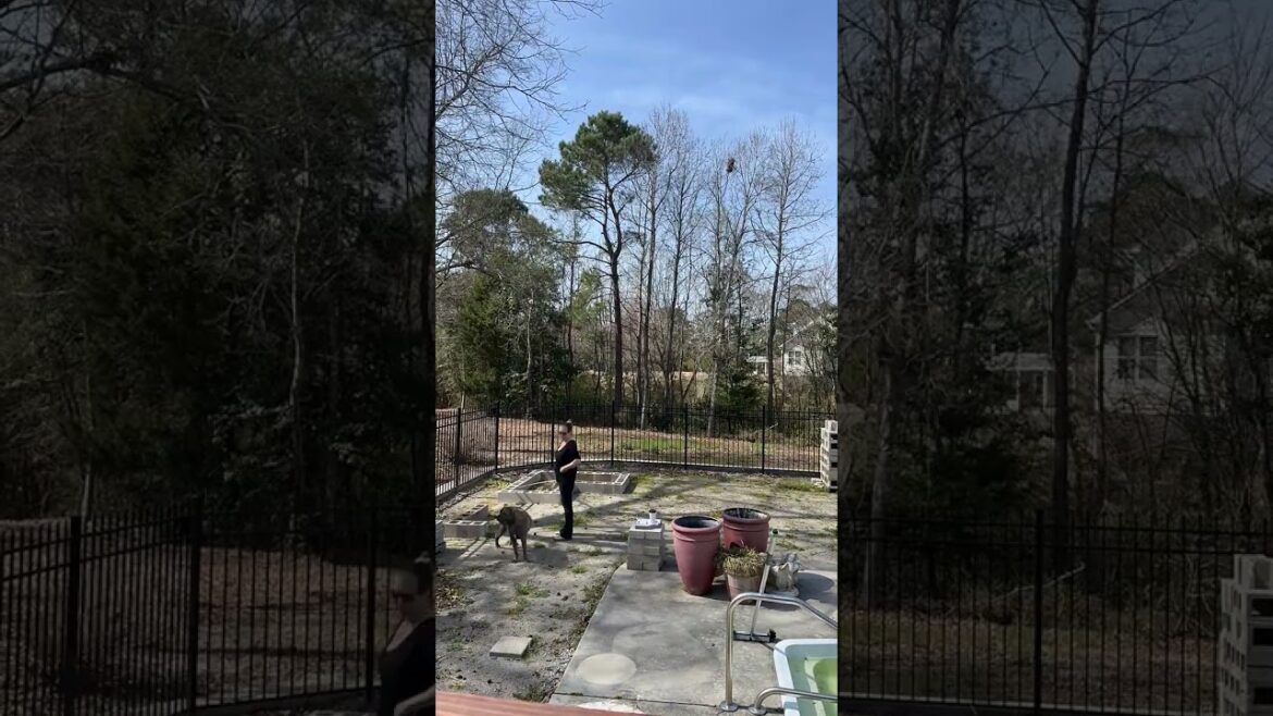 Time Lapse: Charleston Style Garden Design: Crafting Elegance with Brick Veneer & Poolside Charm Time Lapse: Charleston Style Garden Design: Crafting Elegance with Brick Veneer & Poolside Charm