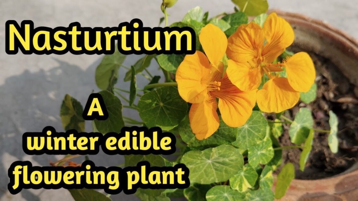 Care of Nasturtium Plant / Beautiful Edible Winter Flowering Plant #ridaan’s mom garden Care of Nasturtium Plant / Beautiful Edible Winter Flowering Plant #ridaan's mom garden