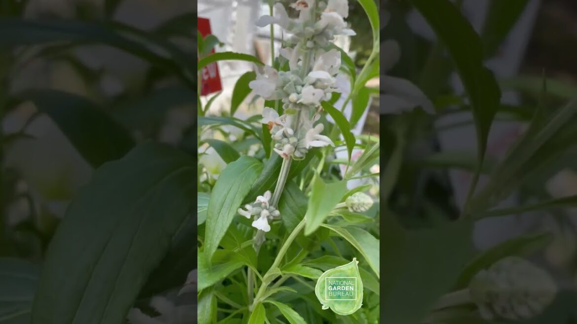 Monochromatic Combinations in Container Gardening #containergardening #gardening #garden #plants