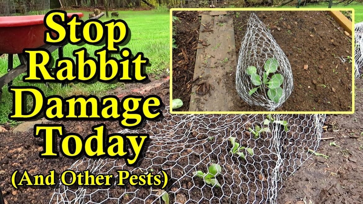 Gary Pilarchik: How to Protect Your Garden Plants from Rabbits, Birds, Deer & Chewing Worms Without Chemicals How to Protect Your Garden Plants from Rabbits, Birds, Deer & Chewing Worms Without Chemicals