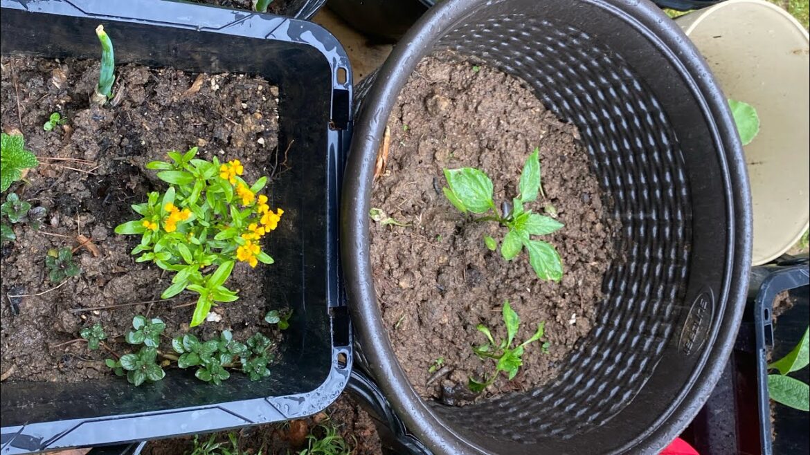 Growing food on a pallet . Container gardening #planterhgc2024