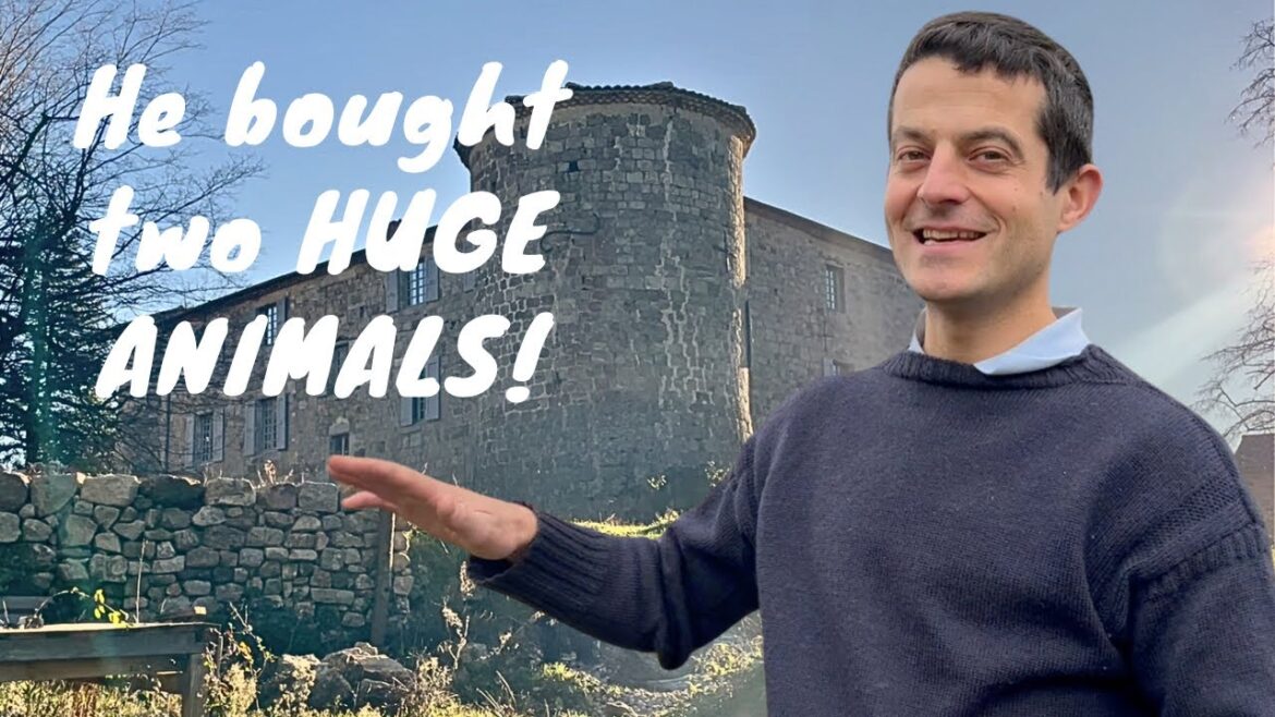 We bought two HUGE animals to work on our Chateau Farm We bought two HUGE animals to work on our Chateau Farm