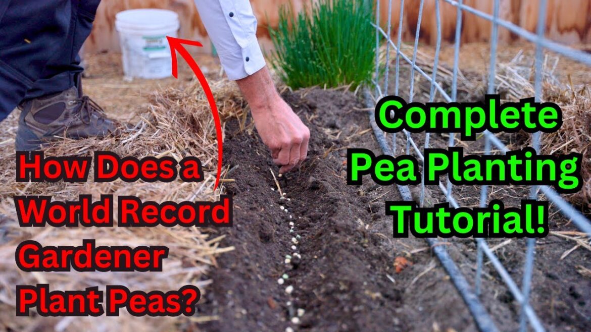 Watch This Before Planting Peas! World Record Gardener’s Secrets To Growing Sweet Peas! Tutorial Watch This Before Planting Peas! World Record Gardener's Secrets To Growing Sweet Peas! Tutorial