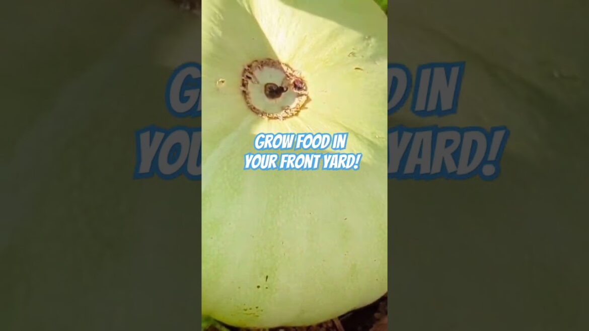 No Garden? No Problem! Grow Food in Your Front Yard! #garden #gardening No Garden? No Problem! Grow Food in Your Front Yard! #garden #gardening