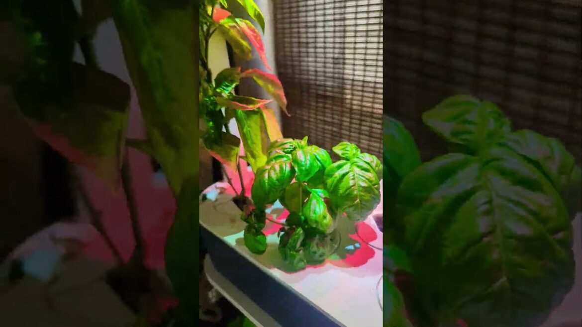 Click & Grow Smart Garden "Growing Basil" #review #basil #gardening