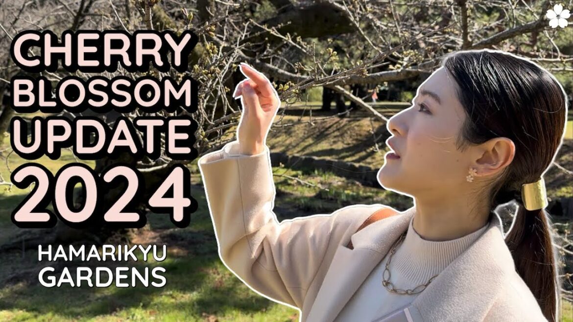 Cherry Blossom Update 2024 in Tokyo 🌸 Hamarikyu Gardens