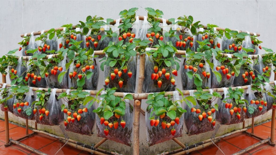 No need for a garden! Growing strawberries in plastic bags and the results were not as expected