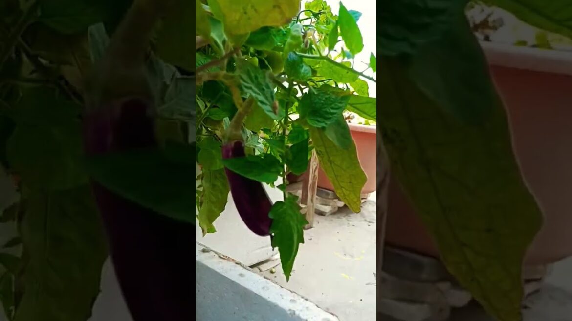vegetables grow at home in a container #gardening #shortsvideo #viral vegetables grow at home in a container #gardening #shortsvideo #viral