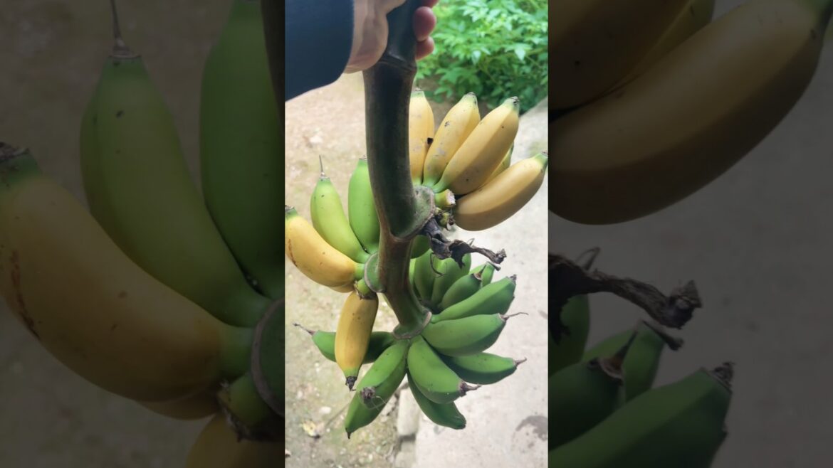 Cut bananas in the garden, then feed the rabbits#cutting #fruit #garden #farming #shorts