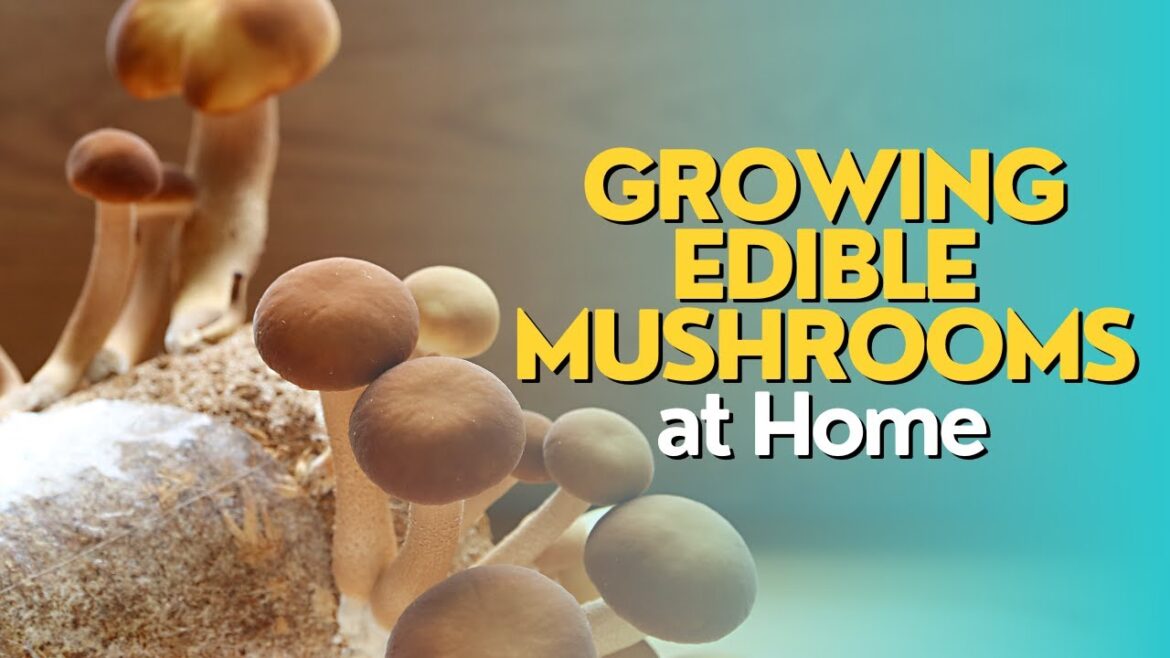 Growing Edible Mushrooms at Home Growing Edible Mushrooms at Home